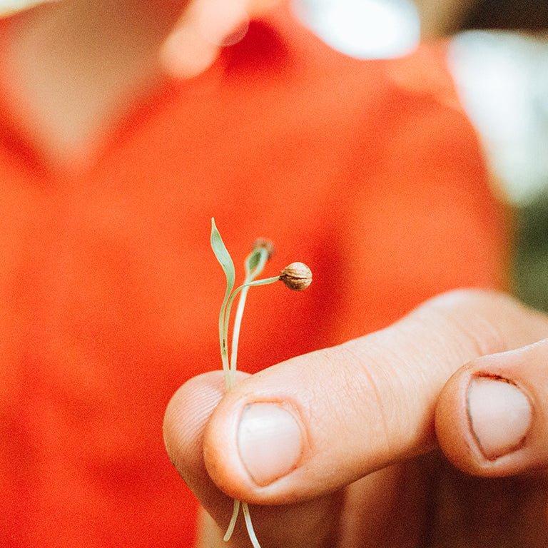Cilantro Microgreens - OO Produce - Olive Ovation