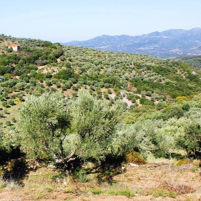 Laconiko Zoi High Phenolic EVOO - Olive Ovation