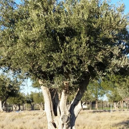Olivas de Oro Rosemary Olive Oil - Olive Ovation