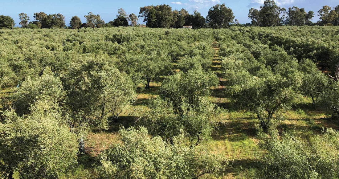 Olive Harvest: Why Freshness Matters in Extra Virgin Olive Oil - Olive Ovation