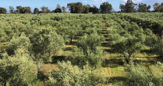 Olive Harvest: Why Freshness Matters in Extra Virgin Olive Oil - Olive Ovation