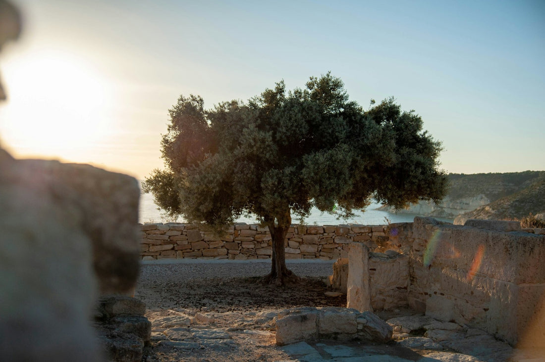 Olive Oil in the Season of Easter and Passover - Olive Ovation
