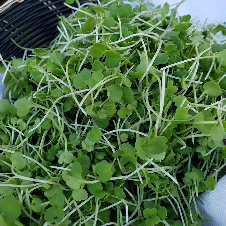 Arugula Microgreens - OO Produce - Olive Ovation