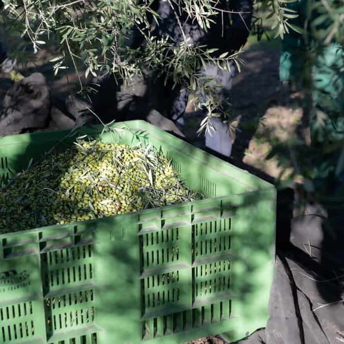 Autentico Le Ferre EVOO - Olive Ovation