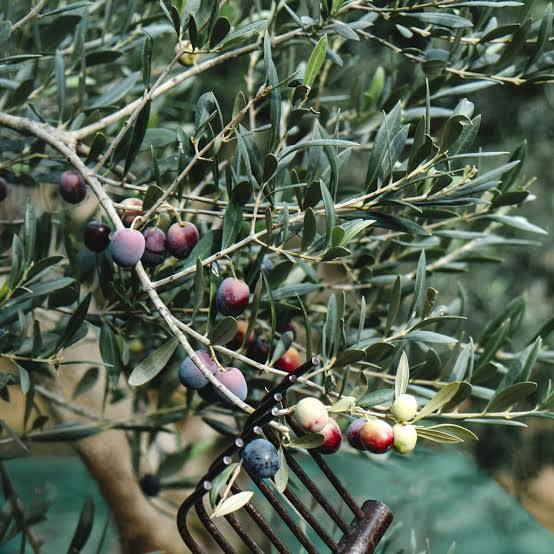 Basilippo Arbequina EVOO 2025 Harvest 500ml - Olive Ovation