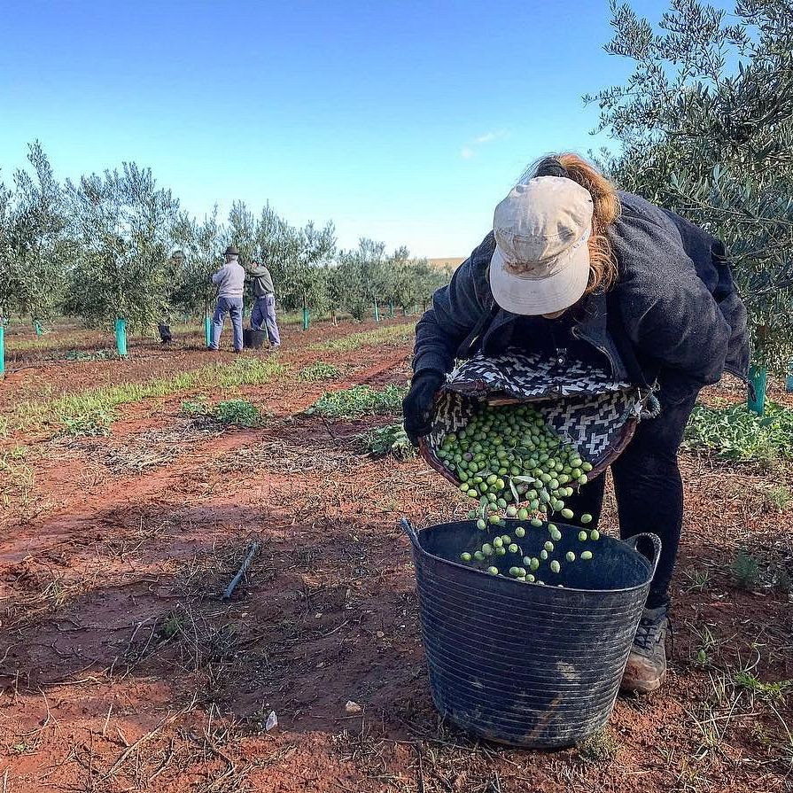 Basilippo Picual EVOO 2025 Harvest 500ml - Olive Ovation