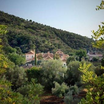 Belvis de las Navas EVOO - OO EVOO - Olive Ovation