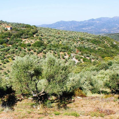 Laconiko Zoi High Phenolic EVOO - Olive Ovation