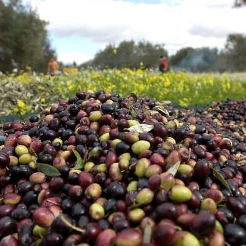 Mahjoub Organic EVOO - Olive Ovation
