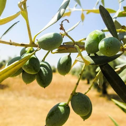 Mainova Portuguese EVOO - Olive Ovation