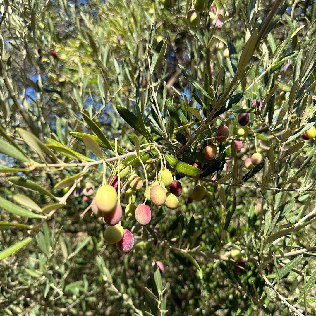 Oro di Milas EVOO - Olive Ovation