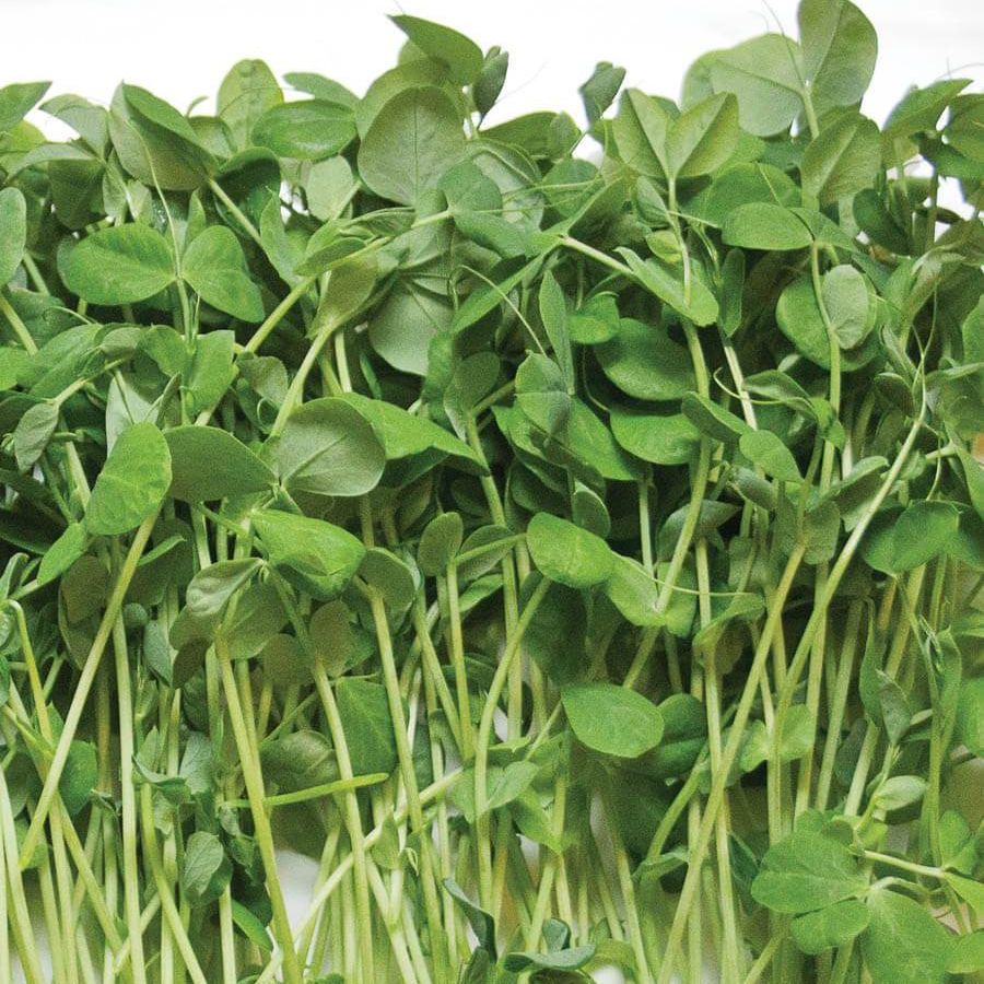 Pea Shoots Microgreens - OO Produce - Olive Ovation