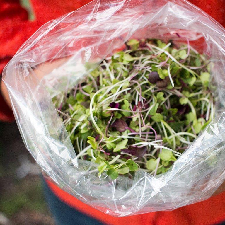 Specialty Mix Microgreens - OO Produce - Olive Ovation