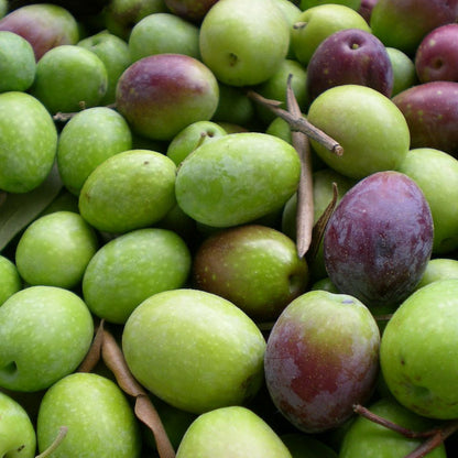Spedalotto Organic Tonda Iblea EVOO - Olive Ovation