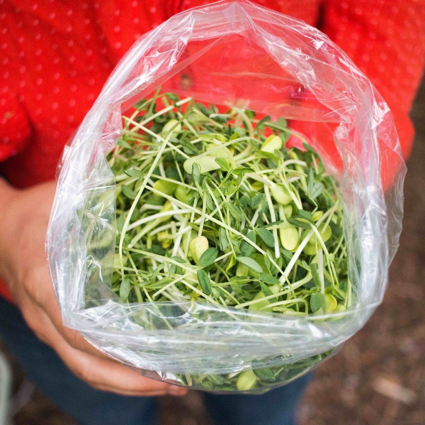 Sunflower Microgreens - OO Produce - Olive Ovation