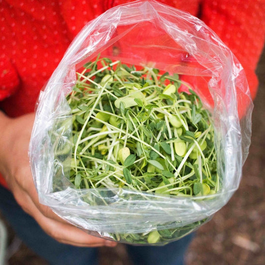 Sunflower Microgreens - OO Produce - Olive Ovation